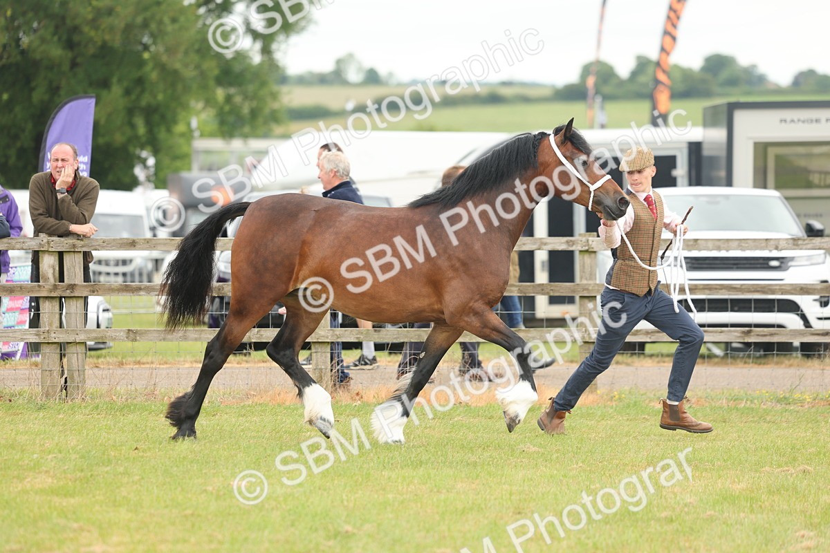 SBM_04811 - Class 50-57 - M&M Welsh Pony In Hand