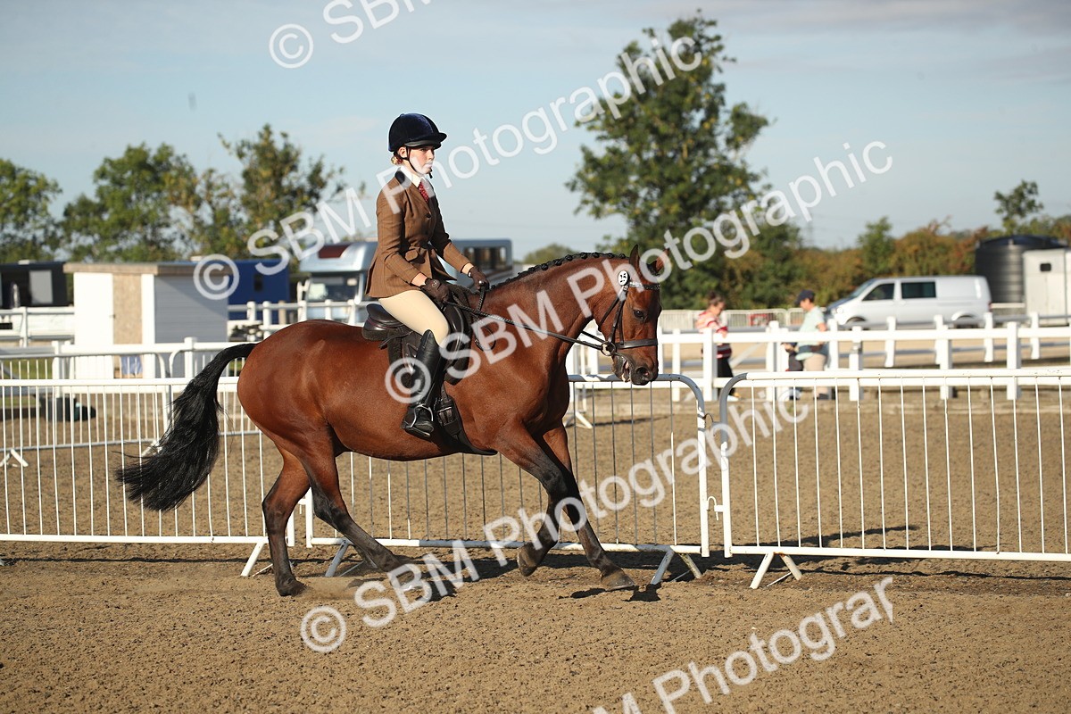 SBM_11533 - Class 502 - Riding Club Horse