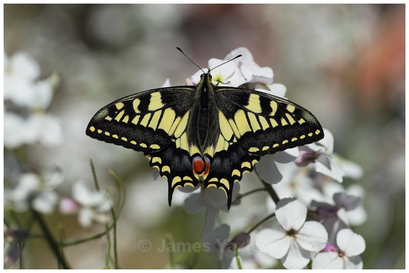 Papilio machaon britannicus - Latest Work