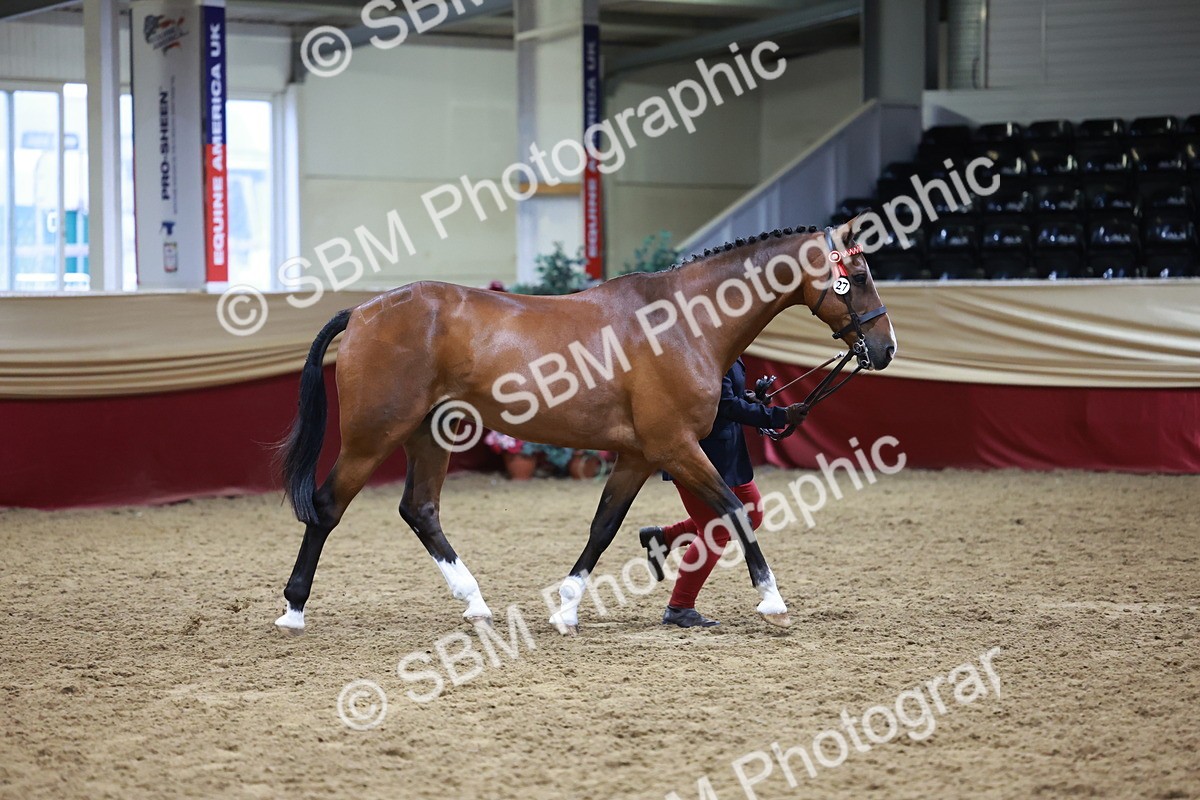SBM_20478 - Class G - IH Large (over 148cm)Champ