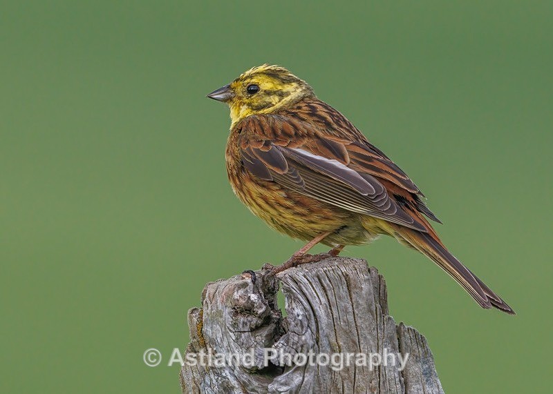 Yellowhammer - Latest Images