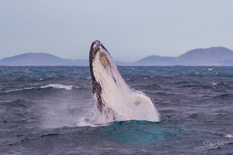 0A3A2553. Humpback Breach 13 - 2026 Whales