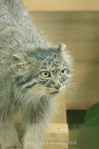 Tula - Pallas Cat - Small Cats