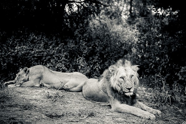 Lion, Lioness, Samburu, Kenya