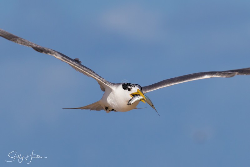 Flying 8