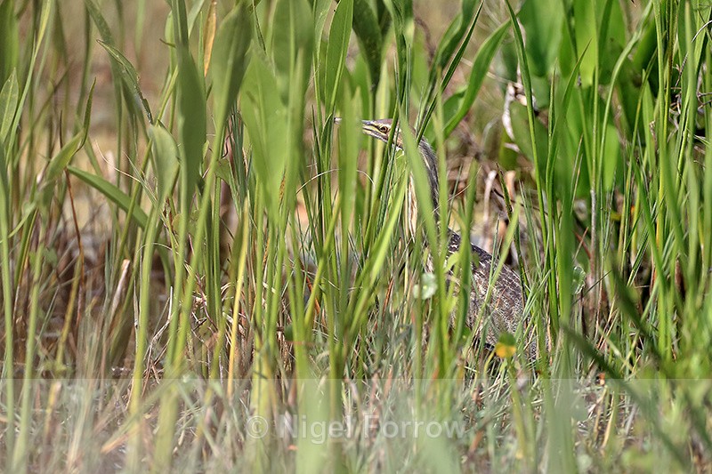 American Bittern hidden in reeds, Viera Wetlands, Florida - American Bittern