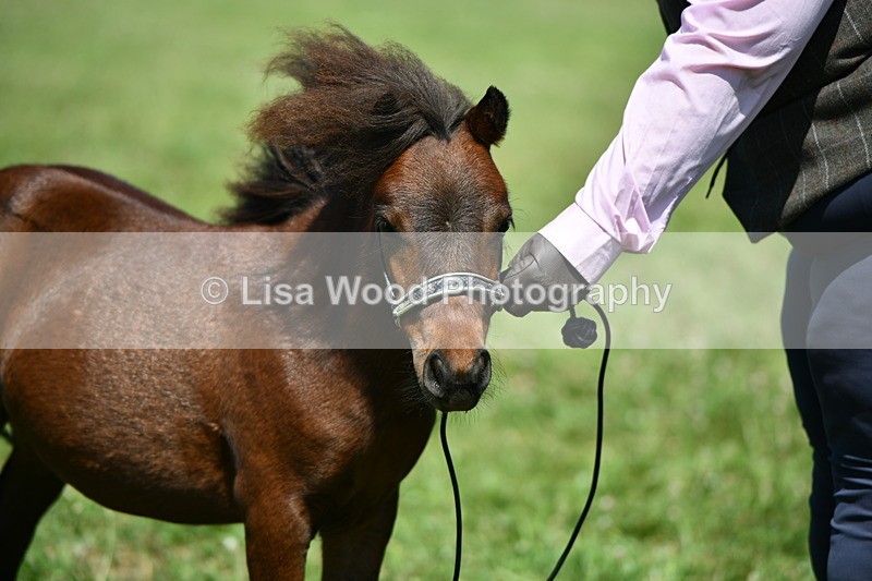 DSC_7011 - Class 59: Miniature Horse Yearling