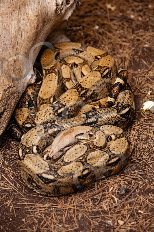 python molurus おすすめ ペット ストア