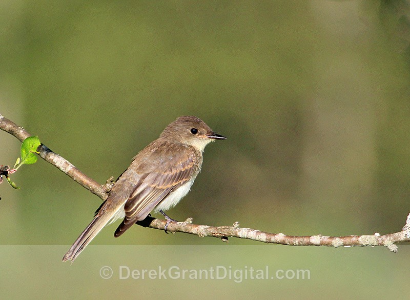 Eastern Phoebe - Birds of Atlantic Canada