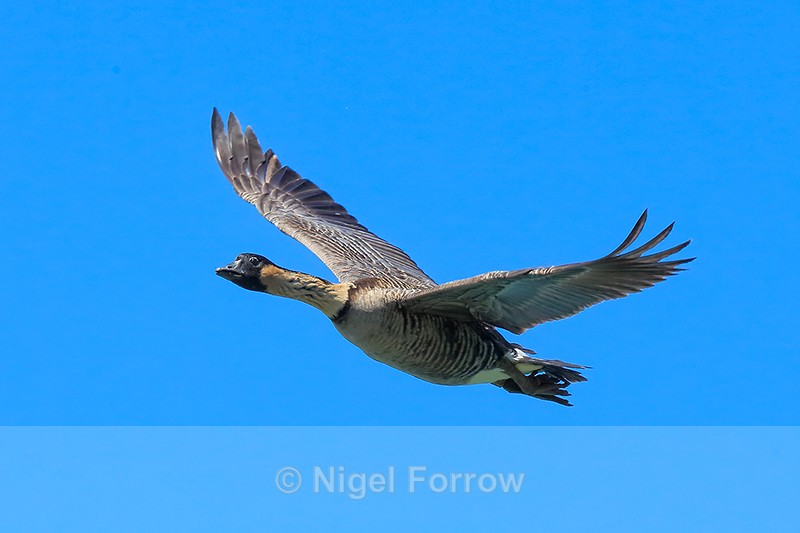Hawaiian Goose (Nene) in flight, Kilauea Point, Kauai - Hawaiian Goose