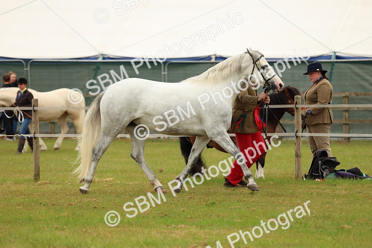 SBM_04298 - Class 64-67 - Shetland Pony In Hand