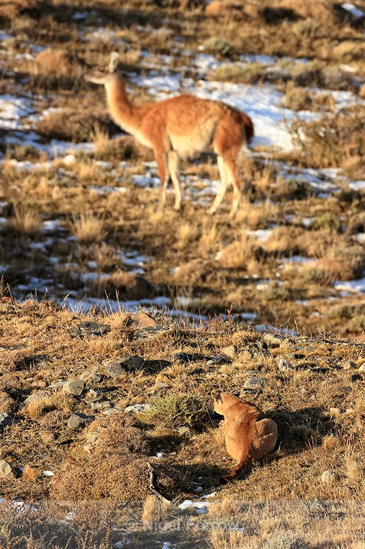Female Puma Dania watches Guanaco, Torres del Paine, Chile - Puma