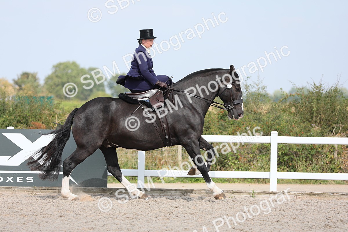 SBM_14514 - Class 211 Best Side Saddle Horse/Pony