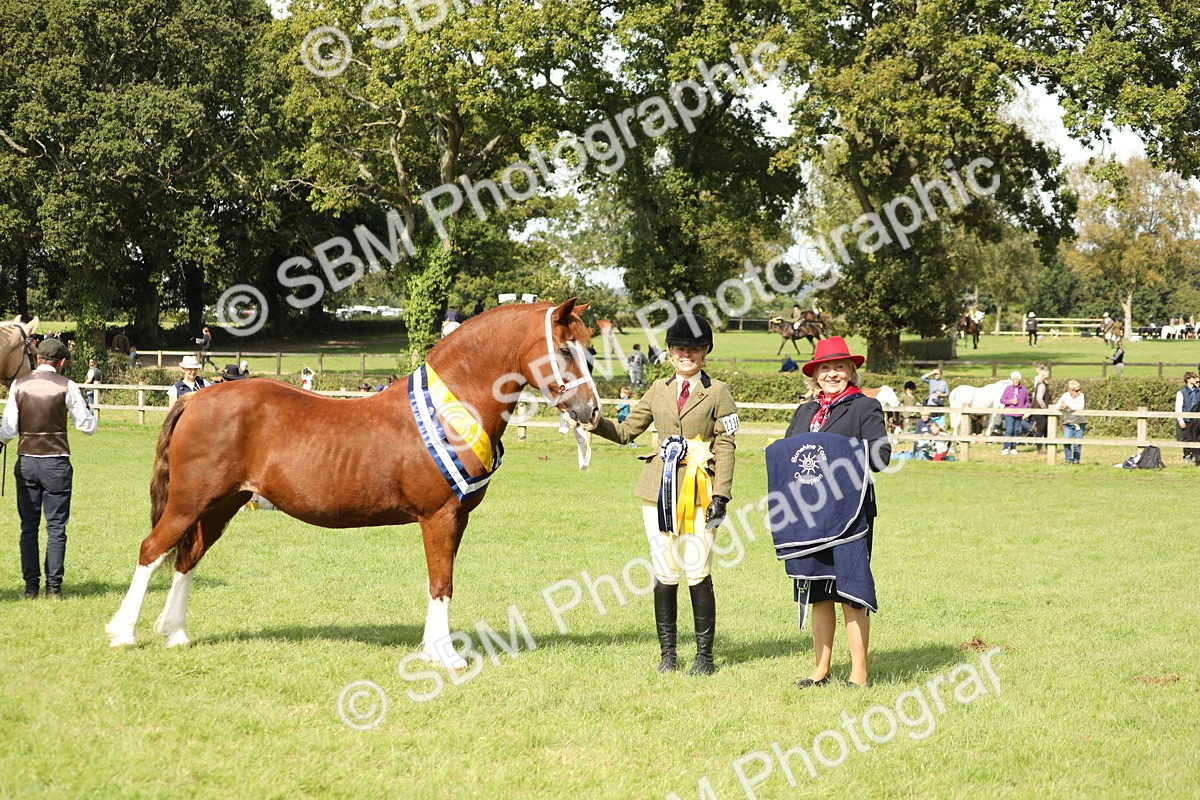 SBM_66372 - In Hand Pony & Youngstock Supreme Championship