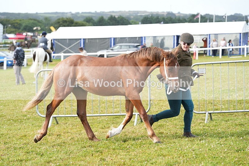 DSC04689 - Class 47: NPS M&M Yearling