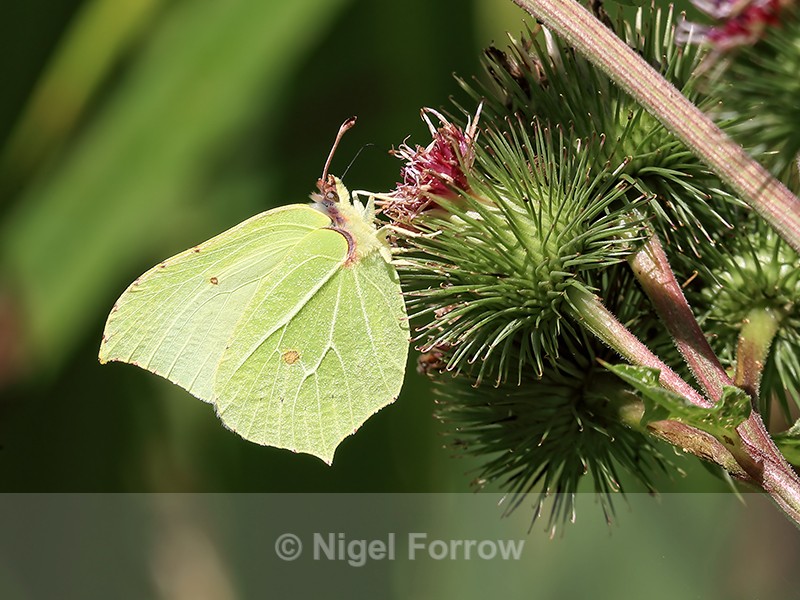 Brimstone (underwing), Otmoor, Oxfordshire - INSECTS