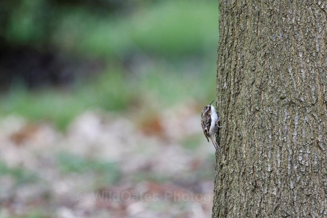Tree creeper 3 - Santon Downham