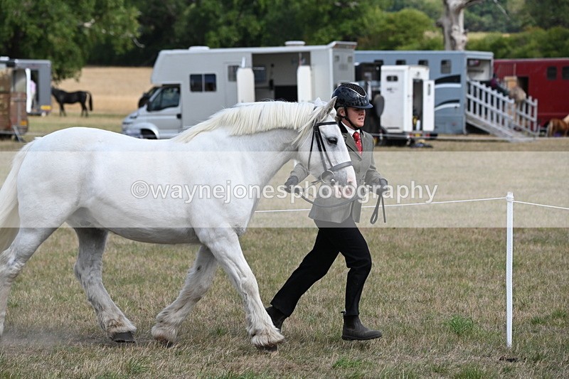 WJ6_6502 - Class 20 In-hand Cob