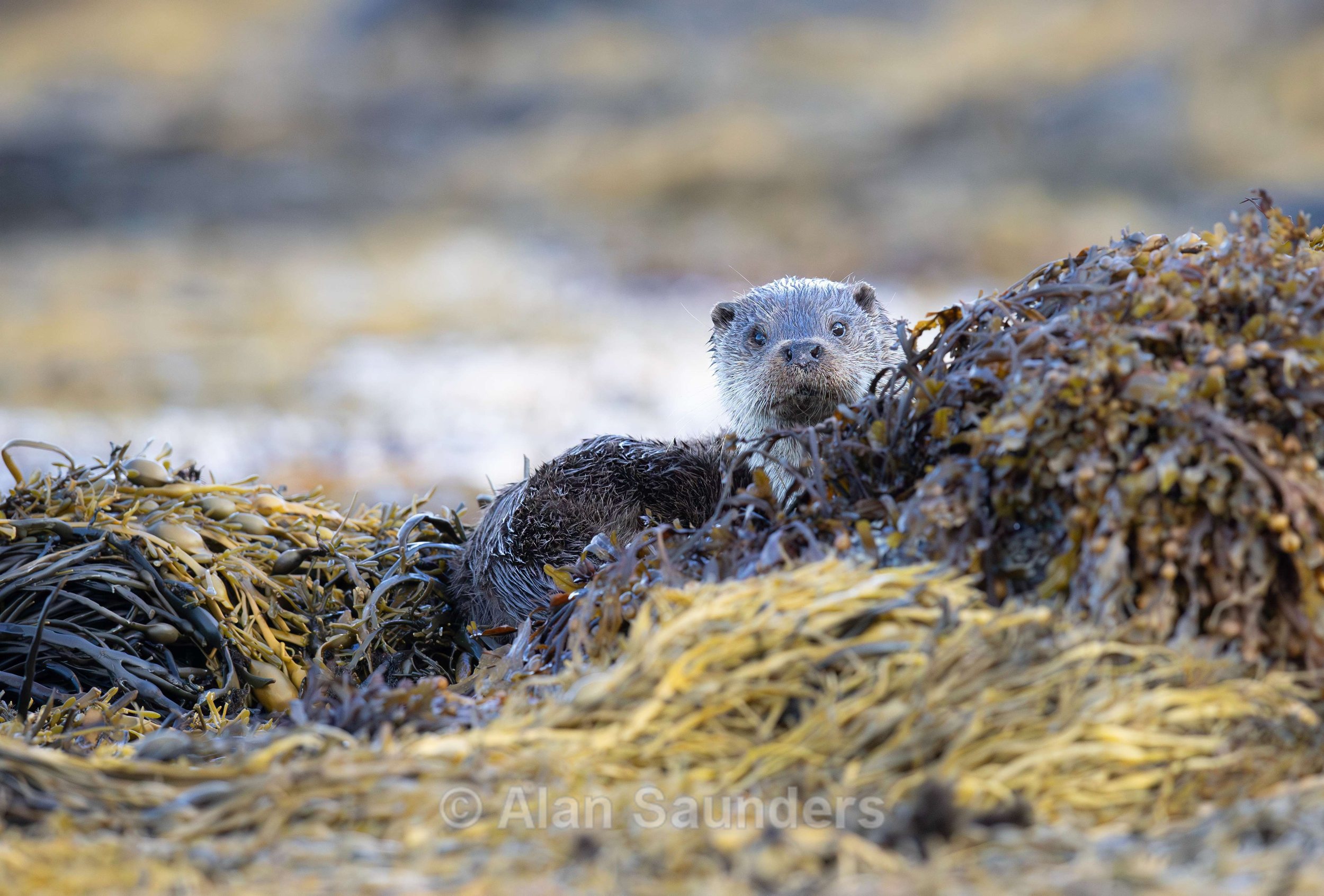Eurasian Otter 53