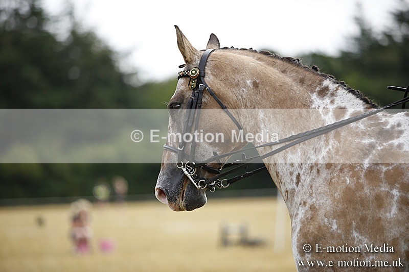 _C7A9529 - BVRC Show 2018 Ring 1