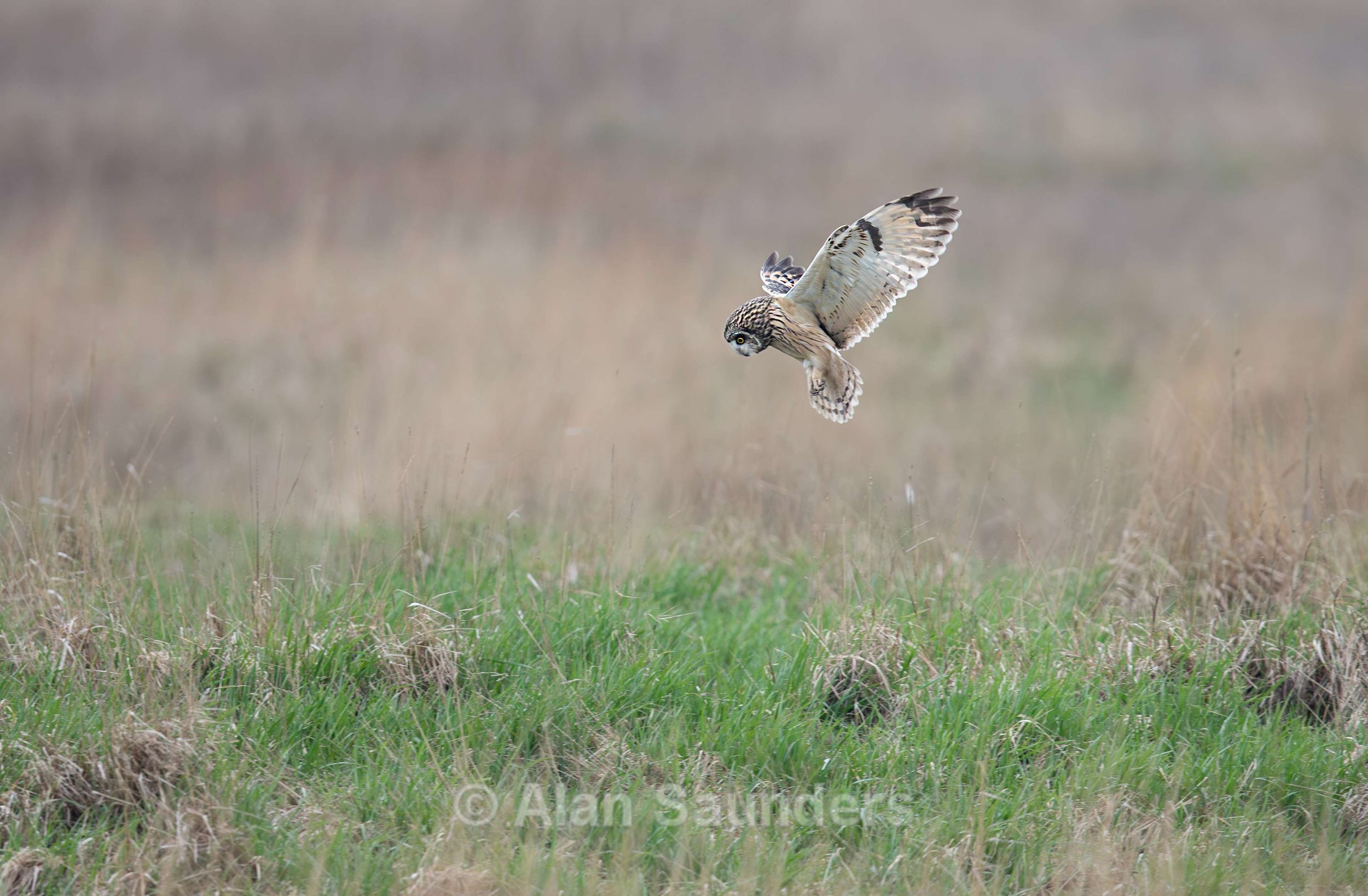 Short Eared Owl