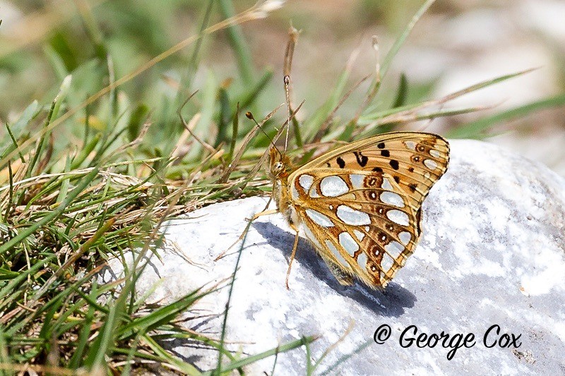 queen of spain fritillary pyrenees