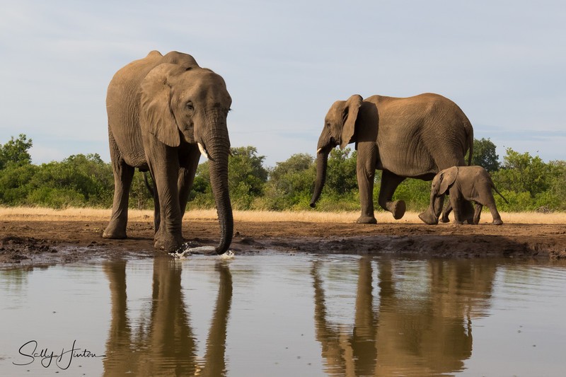 Elephant Baby 36