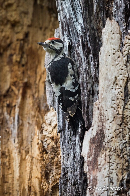 Great Spotted Woodpecker Fledgling 7 of 8 - Nature