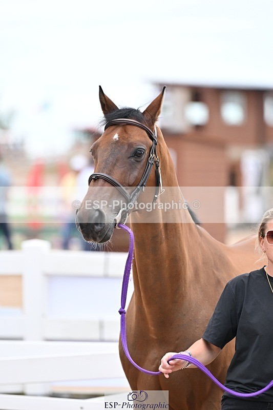 250716-140346-00884 - Trot Up 1.30 to 2.30