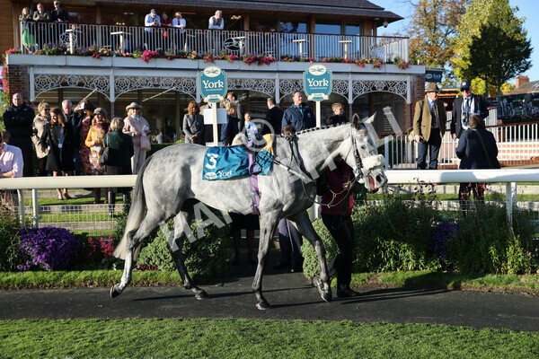 yr08102022r7-2 - Race 7 5.00pm The Coral Gets You Closer To The Action Stakes