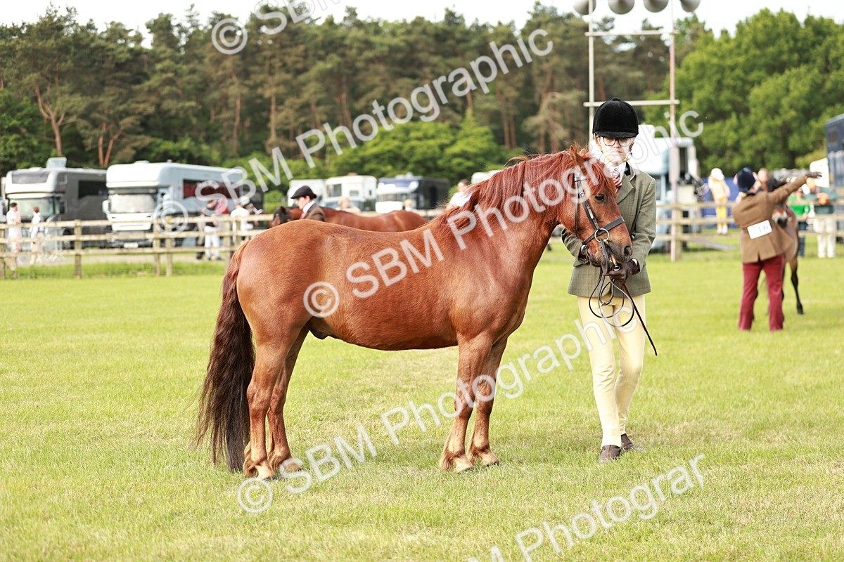 SBM_00489 - Class 14-23 - Mountain & Moorland In Hand Non Welsh