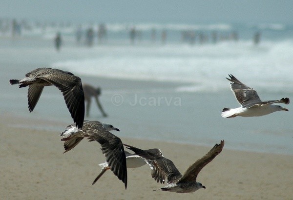We're Leaving - Seagulls