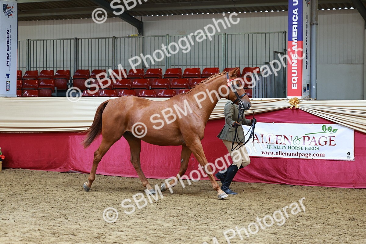 SBM_23166 - Class 903 - Supreme Final - IH Pre Vet