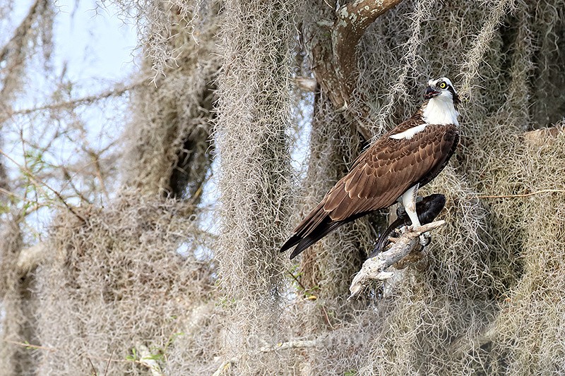Osprey eating fish on perch, Blue Cypress Lake, Florida - Osprey