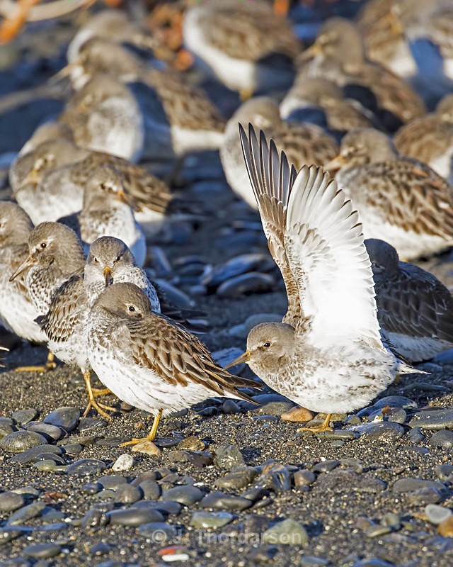  - Shorebirds