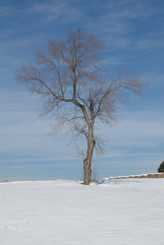 9998 - The Tree Project