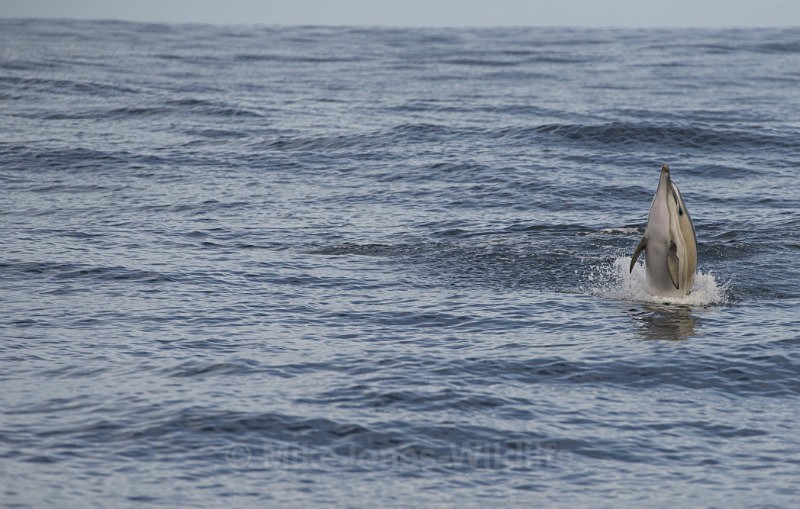 Striped Dolphin, Pico Island, Azores - WHALES & DOLPHINS ( PICO, AZORES MAY 2013 & 2014 )