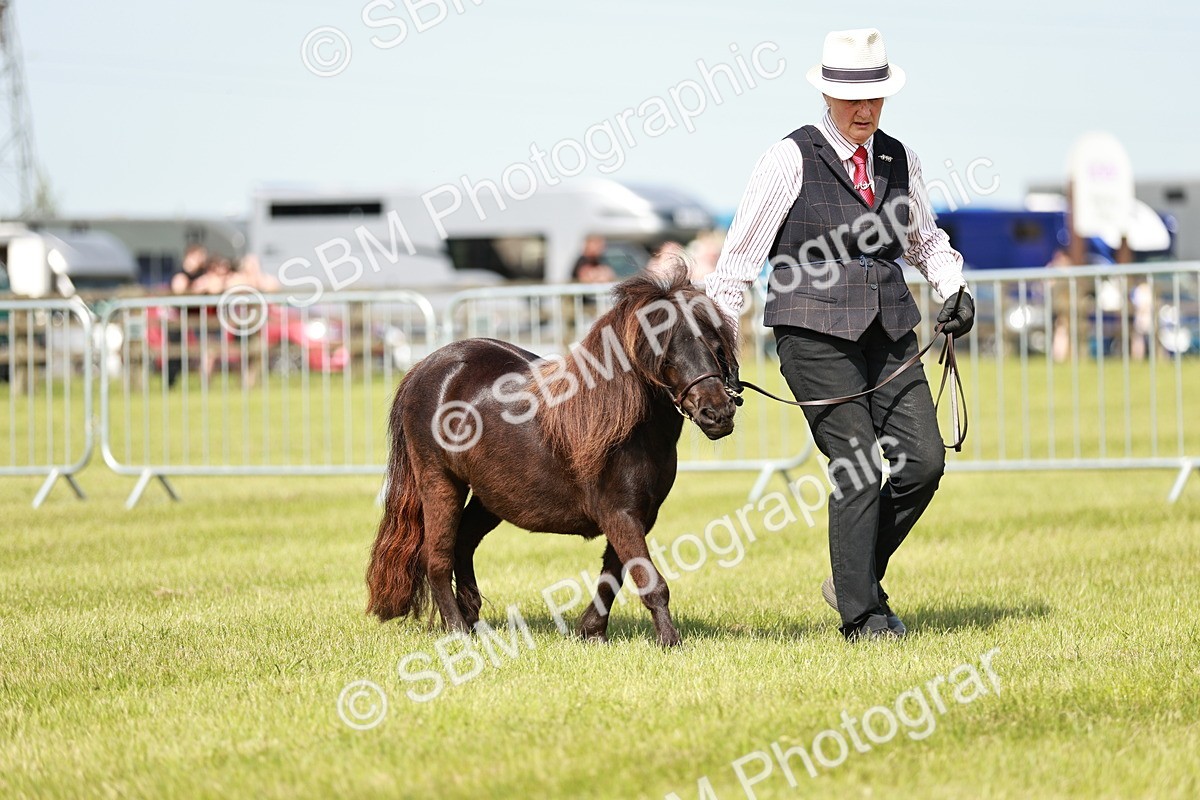 SBM_01871 - Class 14-23 - Mountain & Moorland In Hand Non Welsh