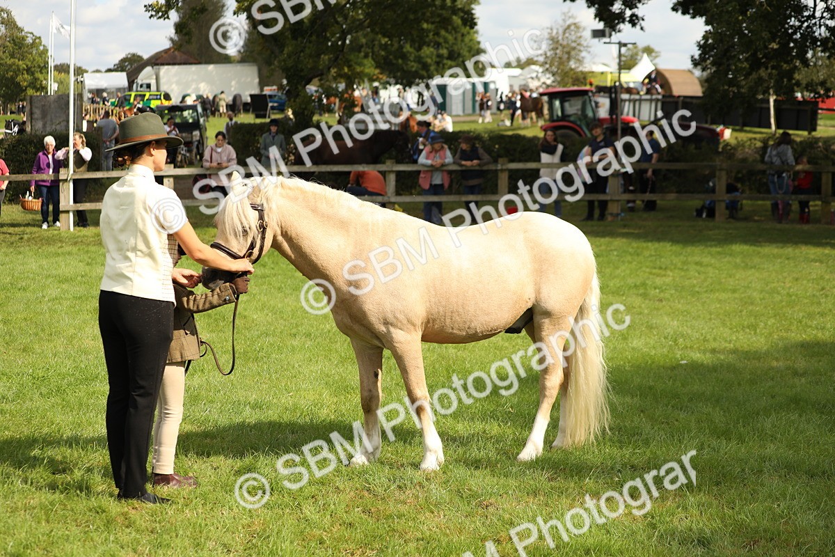 SBM_62773 - S46 - Mountain & Moorland In Hand Small Breeds