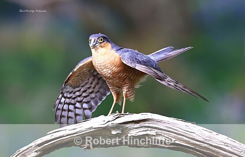Sparrowhawk - United Kingdom