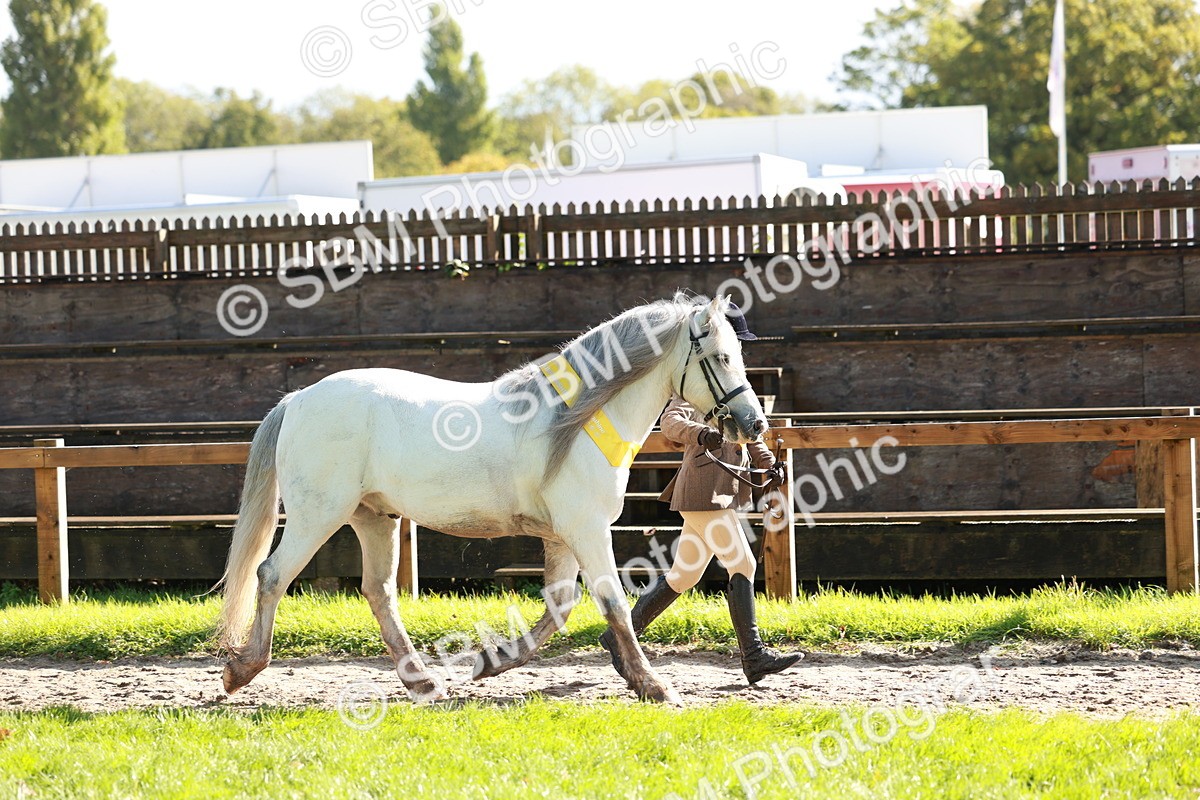 SBM_42122 - S32 - Mountain & Moorland Working Hunter Pony