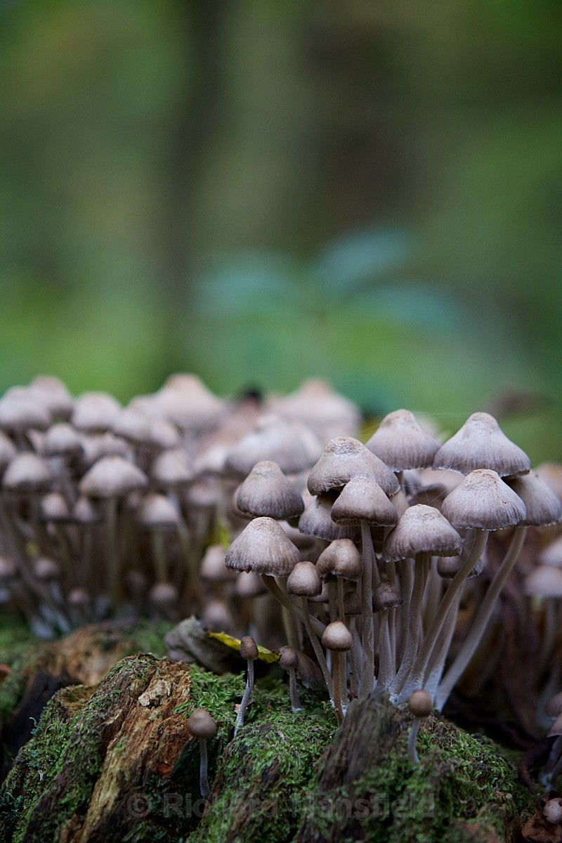  - Funghi