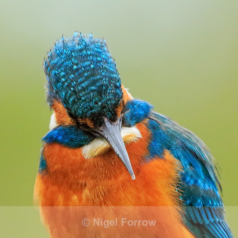 Kingfisher (male) close-up, Scotland - Kingfisher