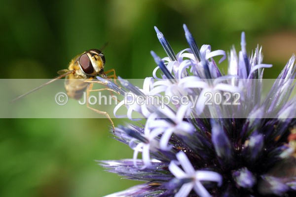 Stops for a drink 2 - Plants and Insects