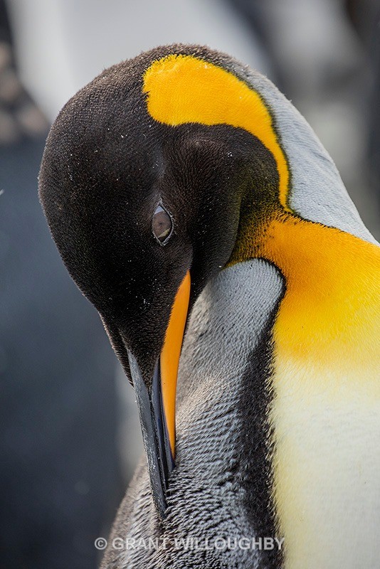  - Antartica