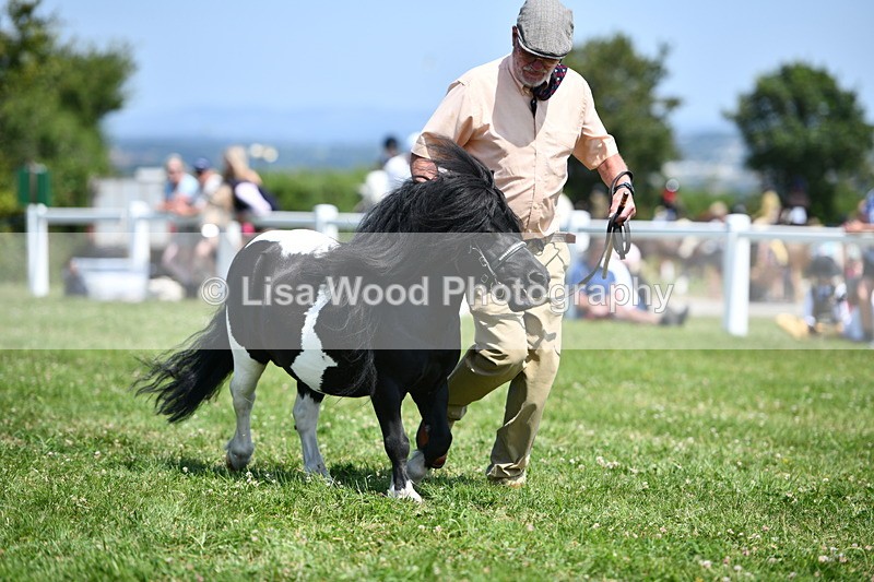 DSC_7712 - Class 64: Coloured Pony 4yrs & over