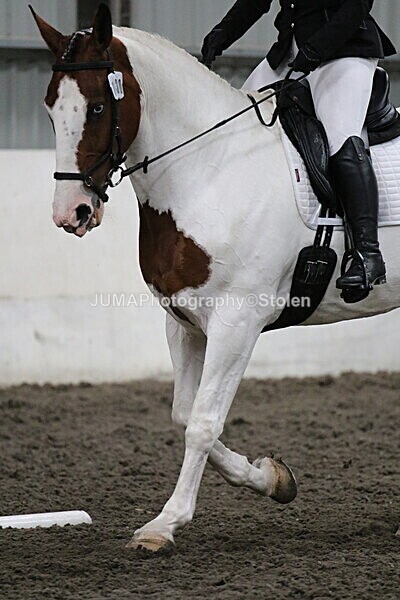 SIAL4513 - CAbin Dressage 5th july 2025