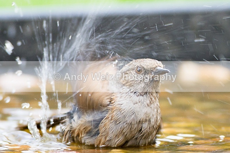 20120519-_MG_9836 - Dunnock (Hedge Sparrow)