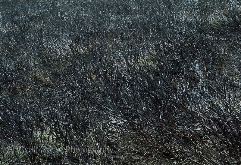 Newly Burnt Heather I - The Long Mynd