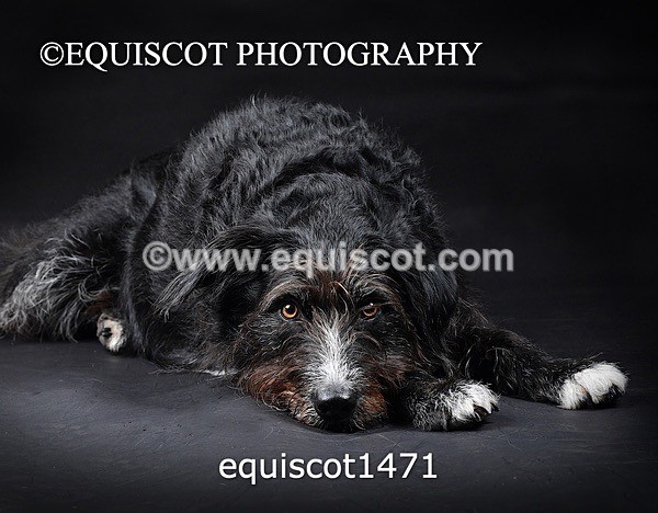 equiscot1471 - RUSSO